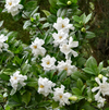 Frostproof Cape Jasmine Live Plant, Fragrant Gardenia Flowering Shrub, 4–7 Inch Tall
