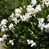 Frostproof Cape Jasmine Live Plant, Fragrant Gardenia Flowering Shrub, 4–7 Inch Tall
