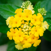 Yellow Lantana Plant Live, 4-7 Inches Tall