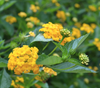 Yellow Lantana Plant Live, 4-7 Inches Tall