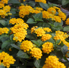 Yellow Lantana Plant Live, 4-7 Inches Tall