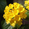 Yellow Lantana Plant Live, 4-7 Inches Tall