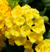 Yellow Lantana Plant Live, 4-7 Inches Tall