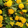 Yellow Lantana Plant Live, 4-7 Inches Tall