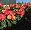 Love Peace Rose Bush Live Plant, 5-9 Inch Tall