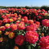 Love Peace Rose Bush Live Plant, 5-9 Inch Tall