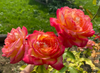 Love Peace Rose Bush Live Plant, 5-9 Inch Tall