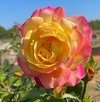 Love Peace Rose Bush Live Plant, 5-9 Inch Tall