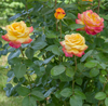 Love Peace Rose Bush Live Plant, 5-9 Inch Tall