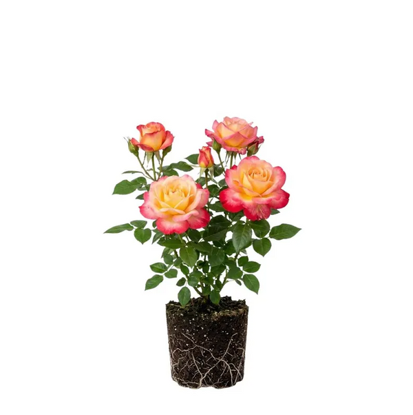 Love Peace Rose Bush Live Plant, 5-9 Inch Tall