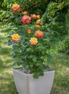 Love Peace Rose Bush Live Plant, 5-9 Inch Tall