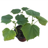 Marketmore Cucumber Live Plant, Cucumber Vegetable Plants 3 to 5 Inc Tall in 4" Pot