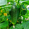Marketmore Cucumber Live Plant, Cucumber Vegetable Plants 3 to 5 Inc Tall in 4" Pot