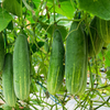 Marketmore Cucumber Live Plant, Cucumber Vegetable Plants 3 to 5 Inc Tall in 4" Pot