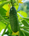 Marketmore Cucumber Live Plant, Cucumber Vegetable Plants 3 to 5 Inc Tall in 4" Pot