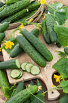 Marketmore Cucumber Live Plant, Cucumber Vegetable Plants 3 to 5 Inc Tall in 4" Pot