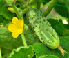 Marketmore Cucumber Live Plant, Cucumber Vegetable Plants 3 to 5 Inc Tall in 4" Pot