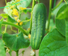 Marketmore Cucumber Live Plant, Cucumber Vegetable Plants 3 to 5 Inc Tall in 4" Pot