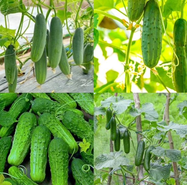 Marketmore Cucumber Live Plant, Cucumber Vegetable Plants 3 to 5 Inc Tall in 4" Pot