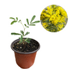 Mimosa Wattle Seedlings Live Plant, Mimosa Tree with Yellow Flower 3 to 5 Inc Tall in 4" Pot