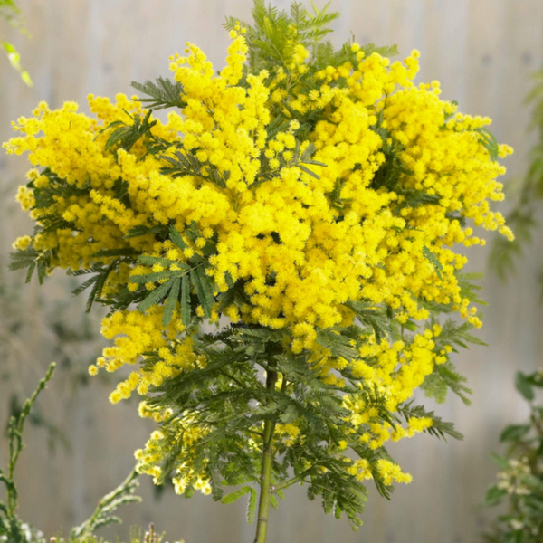 Mimosa Wattle Seedlings Live Plant, Mimosa Tree with Yellow Flower 3 to 5 Inc Tall in 4" Pot