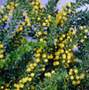 Mimosa Wattle Seedlings Live Plant, Mimosa Tree with Yellow Flower 3 to 5 Inc Tall in 4" Pot