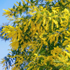 Mimosa Wattle Seedlings Live Plant, Mimosa Tree with Yellow Flower 3 to 5 Inc Tall in 4" Pot