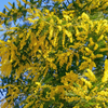 Mimosa Wattle Seedlings Live Plant, Mimosa Tree with Yellow Flower 3 to 5 Inc Tall in 4" Pot