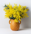 Mimosa Wattle Seedlings Live Plant, Mimosa Tree with Yellow Flower 3 to 5 Inc Tall in 4" Pot