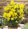 Mimosa Wattle Seedlings Live Plant, Mimosa Tree with Yellow Flower 3 to 5 Inc Tall in 4" Pot