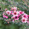 New Zealand Manuka Tea Tree Live Plant 4-7 Inch Tall, Pink Leptospermum Shrub