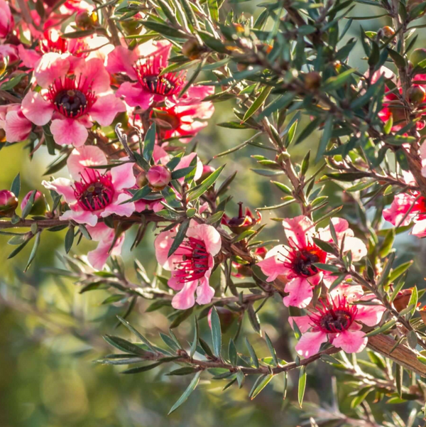 New Zealand Manuka Tea Tree Live Plant 4-7 Inch Tall, Pink Leptospermum Shrub