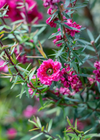 New Zealand Manuka Tea Tree Live Plant 4-7 Inch Tall, Pink Leptospermum Shrub