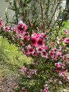 New Zealand Manuka Tea Tree Live Plant 4-7 Inch Tall, Pink Leptospermum Shrub