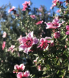 New Zealand Manuka Tea Tree Live Plant 4-7 Inch Tall, Pink Leptospermum Shrub
