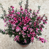 New Zealand Manuka Tea Tree Live Plant 4-7 Inch Tall, Pink Leptospermum Shrub