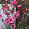 New Zealand Manuka Tea Tree Live Plant 4-7 Inch Tall, Pink Leptospermum Shrub