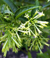 Night Blooming Jasmine Plant Live, Night Scented Flowering Plant 4-6 Inch Tall