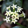 Night Blooming Jasmine Plant Live, Night Scented Flowering Plant 4-6 Inch Tall