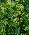 Night Blooming Jasmine Plant Live, Night Scented Flowering Plant 4-6 Inch Tall