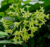 Night Blooming Jasmine Plant Live, Night Scented Flowering Plant 4-6 Inch Tall