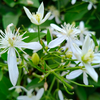 Night Blooming Jasmine Plant Live, Night Scented Flowering Plant 4-6 Inch Tall