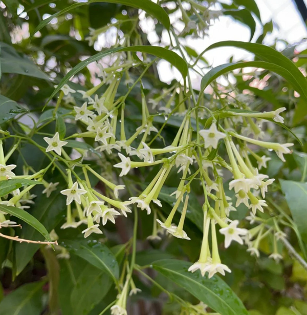 Night Blooming Jasmine Plant Live, Night Scented Flowering Plant 4-6 Inch Tall