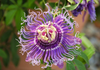 Passiflora Incarnata Maypop Tree Live Plant, Hardy Purple Blooming Vine for Garden, 5 to 7 Inc Tall