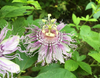 Passiflora Incarnata Maypop Tree Live Plant, Hardy Purple Blooming Vine for Garden, 5 to 7 Inc Tall