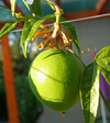Passiflora Incarnata Maypop Tree Live Plant, Hardy Purple Blooming Vine for Garden, 5 to 7 Inc Tall