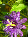 Passiflora Incarnata Maypop Tree Live Plant, Hardy Purple Blooming Vine for Garden, 5 to 7 Inc Tall