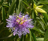 Passiflora Incarnata Maypop Tree Live Plant, Hardy Purple Blooming Vine for Garden, 5 to 7 Inc Tall
