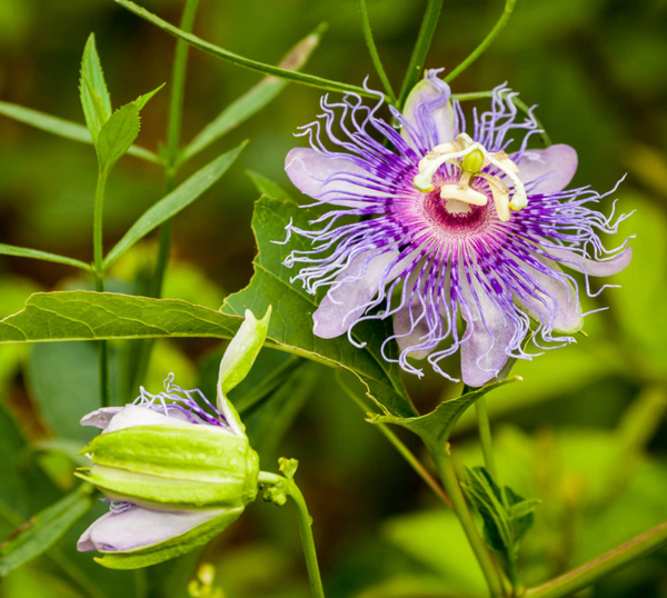 Passiflora Incarnata Maypop Tree Live Plant, Hardy Purple Blooming Vine for Garden, 5 to 7 Inc Tall