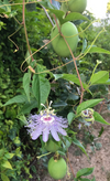 Passiflora Incarnata Maypop Tree Live Plant, Hardy Purple Blooming Vine for Garden, 5 to 7 Inc Tall
